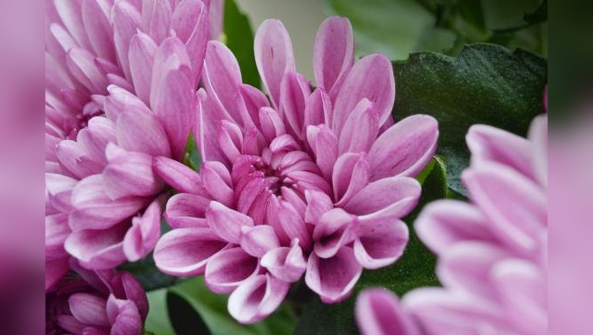 Politik mit Persönlichkeit: Coaching für ein erfolgreiches Engagement