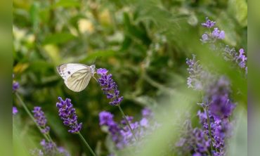 Ohne Vielfalt keine Zukunft: Biodiversität als Schlüssel für Natur- und Klimaschutz in Hamburg