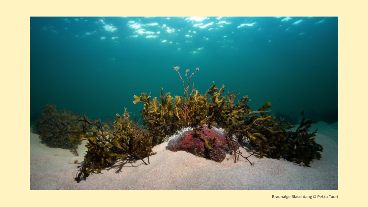 Ostsee – Wie geht’s? Multimediale Buchvorstellung mit Buchautor Ramon Gerwien in Graal-Müritz