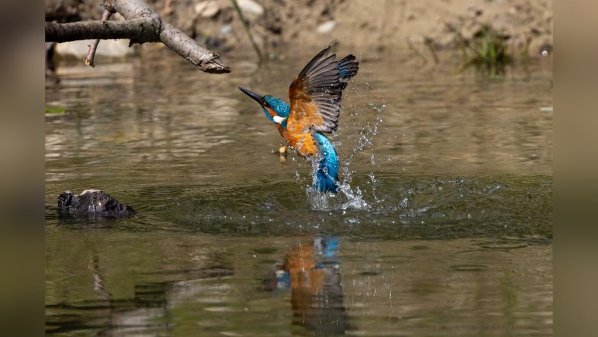 Die Spree vor Gericht? Neue Wege im Naturschutz