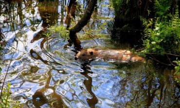 Mein lieber Biber – ist alles im Fluss!? Ausstellung im Gewölbekeller des Biosphären-Infozentrums Propstei Zella/Rhön