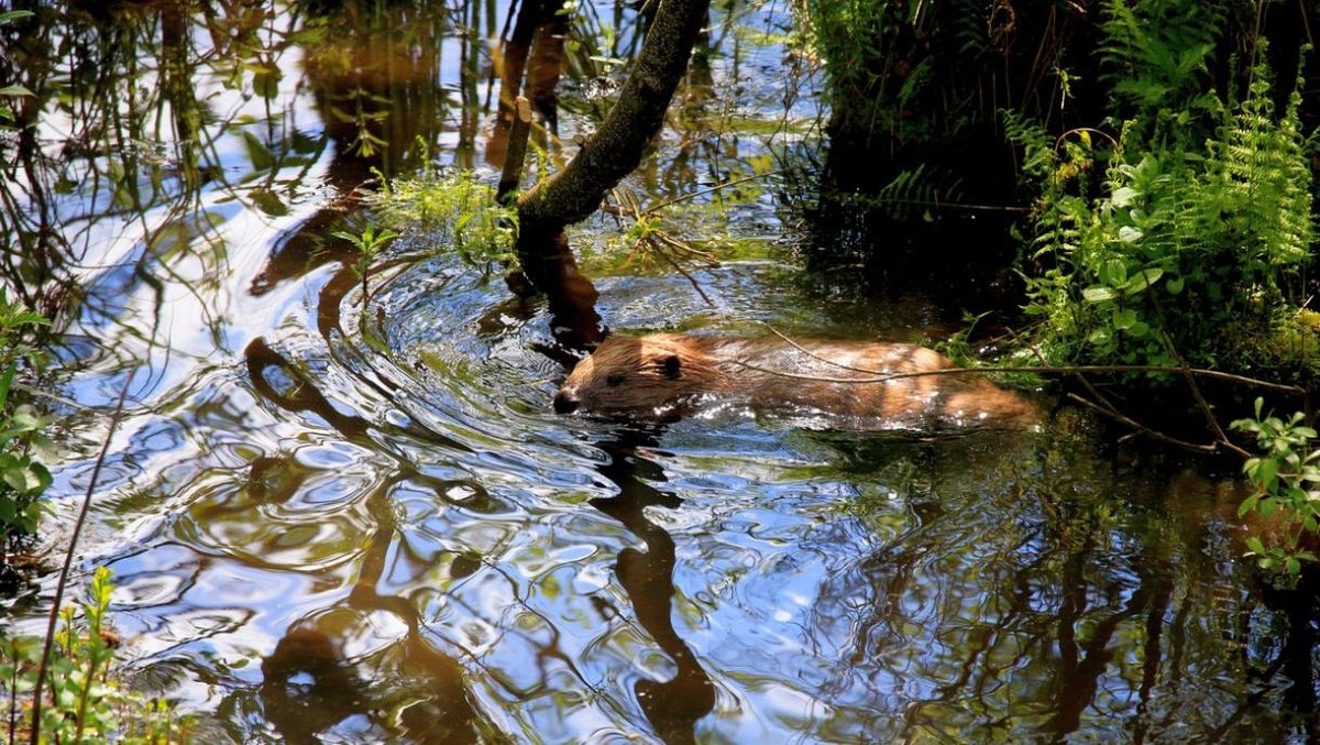 Mein lieber Biber – ist alles im Fluss!? Ausstellung im Gewölbekeller des Biosphären-Infozentrums Propstei Zella/Rhön