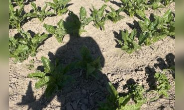 Felder-Hopping durchs Leinebergland Reise über heimische Böden mit den Künstlerinnen von Frl. Wunder AG