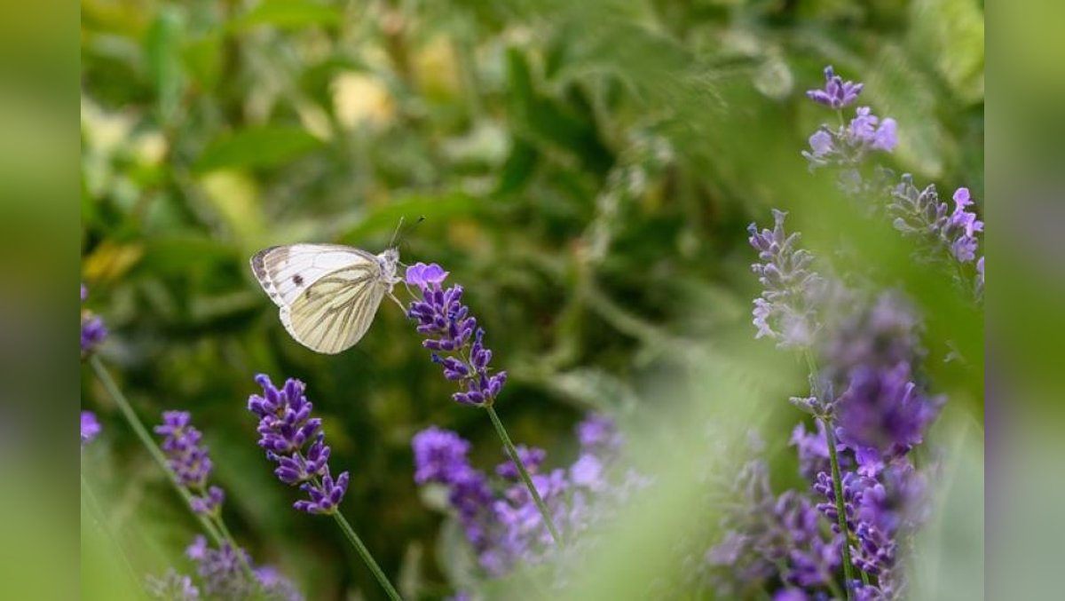Ohne Vielfalt keine Zukunft Biodiversität als Schlüssel für Natur- und Klimaschutz in Hamburg