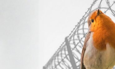 Vögel fernab der Politik? Ausstellung zum Kampf um Natur und Demokratie in Belarus